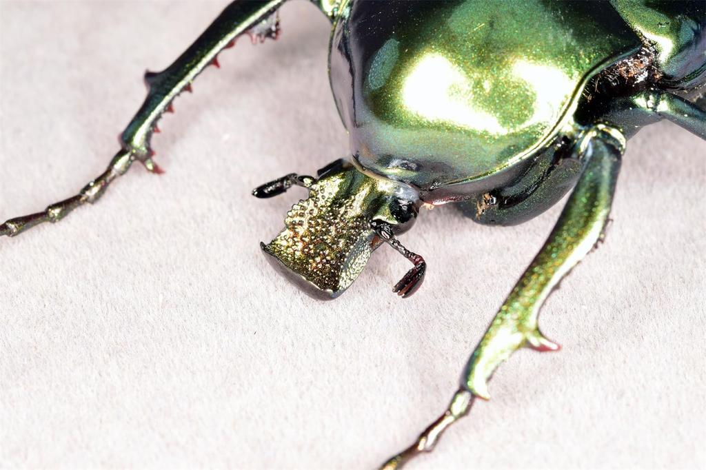 Nirvana Giant Scarab Beetle Refrigerator Plastic Finished Product Figure, Coleoptera, Ornament, Magnetic, Realistic, Adult, Illustrated, Insect,