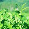 Premium Chinese Oolong Tea 125g, Natural Weight Loss Support, Fresh Loose Leaf
