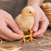 Beinorthese zur Unterstützung bei Spreizbeinen – Verstellbare Geflügelbein-Klemme für Vögel
