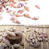 100PCS Přírodní lastury Akvarijní dekorace party festival Home Decor Přírodní mořské lastury Plážové lastury Lastury pro kutily
