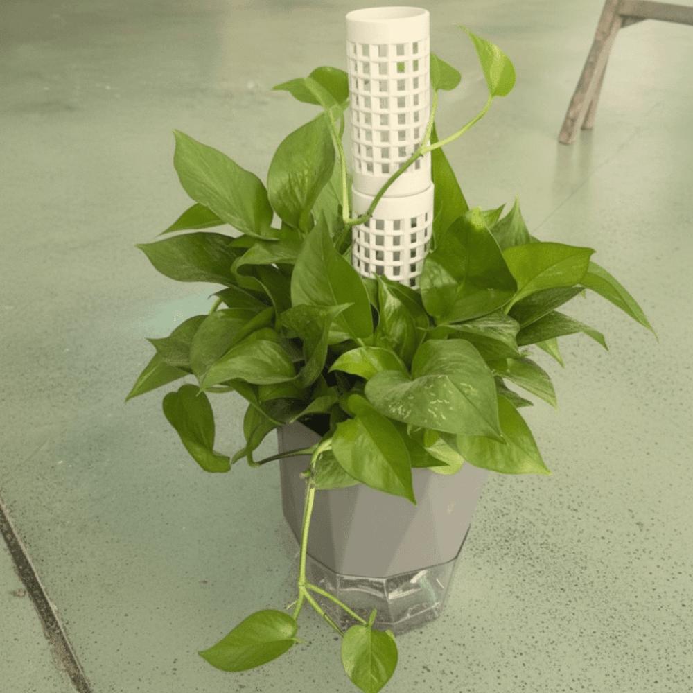6PCS Interlocking Vine Climbing Column Plastic Plants Growth Stand Vine Fixed Support Frame  Garden
