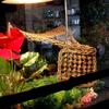 Practical 1PC with Suction Cups Flexible Soft Crabs House Reptile Hammock Geckos Mats Lizard Bed