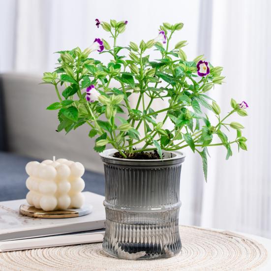 Selbstbewässernder Pflanztopf mit Reservoir, Drainagelöchern, transparentem Bambusdesign, Pflanztopf für Afrikanisches Veilchen, Sukkulenten