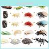 Realistic Mini Insect Set Featuring Grasshopper Bee Spider Life Cycle Models For Learning