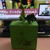Pokmon BKM Lizard Three-dimensional Illustrations Series anime Can be given as a gift PVC Grass Series Cute pet toys Gift