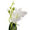 ABS Material Artificial Orchid Pink Plus White Rose White White Plus Rose