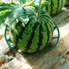 Gardening Melon And Fruit Tray, Household Watermelon Tray,Garden Fruit Anti- Rotting Bracket,Plastic Stable Tray, Watermelon She