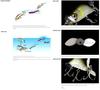 Deps Spiral Minnow 120 mm 25 grams Floating lure 14 (7146)