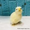 Simulazione Pulcino Coniglio Peluche Giocattolo Bambini Cognizione Pollo Modello Figurina Realistico Animale Peloso Bambola Pollo Regalo di Pasqua