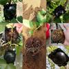Reusable Air Layering Ball Rooting Kit Plant Propagation Root Growing Round Box for Grafting Fruit Tree Garden DIY Plant Nursery