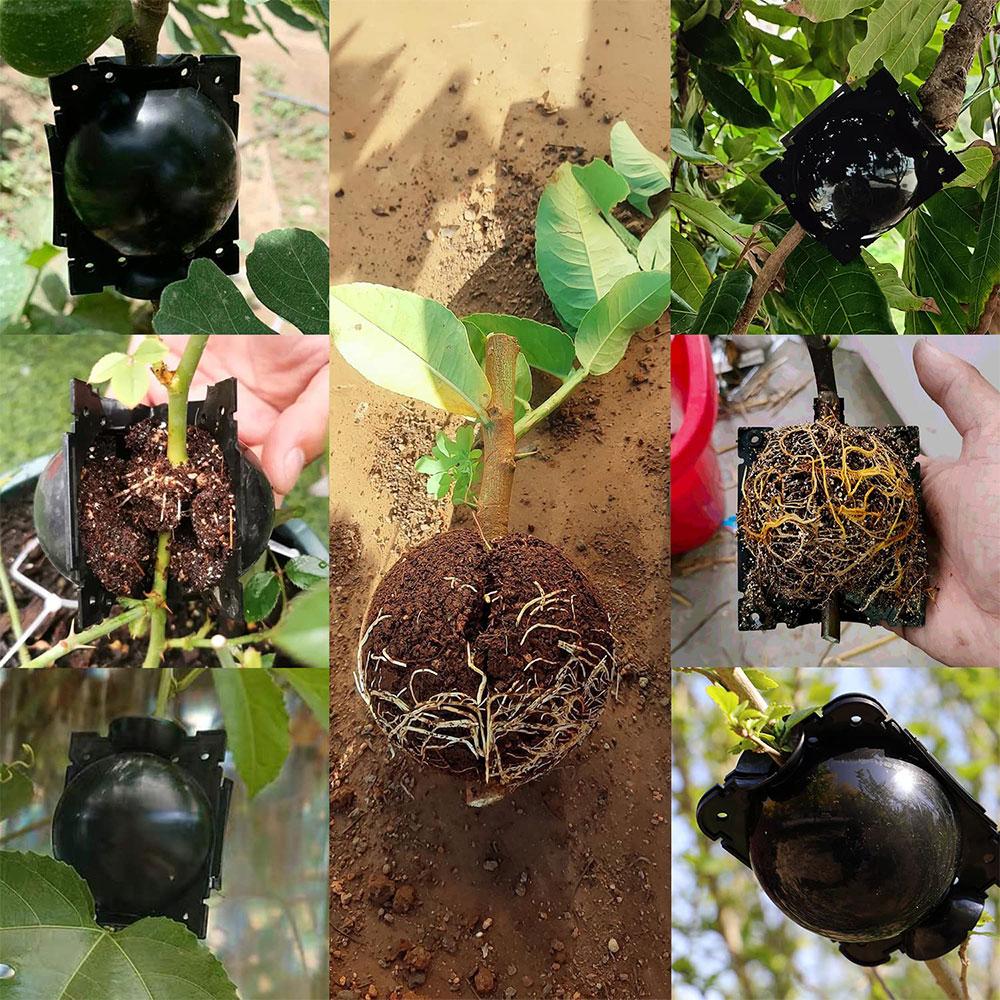 Reusable Air Layering Ball Rooting Kit Plant Propagation Root Growing Round Box for Grafting Fruit Tree Garden DIY Plant Nursery