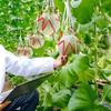 5/10/20Pcs Heavy-Duty Fruits Net Bags Large Capacity Shopping Bags For Support The Growth Of Watermelons, Pumpkins, Cantaloupes