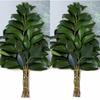 Japanese Sakaki Tree, 1 Pair (2 Bunches) of Genuine Sakaki Trees, Height 37cm, Fresh Sakaki