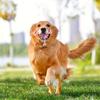 Chew-Resistant Interactive Dog Tug Toy, Anti-Destructive Teething Boredom Relief Training Tool Design, For Medium Large Dogs