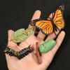 Montessori Wooden Lifelike Insect Animal Life Cycle Board Teaching Plant Animals Growth Cycle Model Set Preschool Cognitive Toy