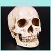 Realistic Life Size Human Anatomy White Resin Replica Skull For Halloween Decor