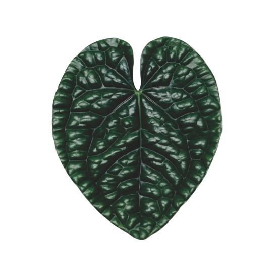 Yousheng Simulated Tropical Leaf Decoration Acrylic Epoxy Resin Green Leaf Sign DIY Refrigerator Magnet Mobile Phone Airbag Holder Accessories