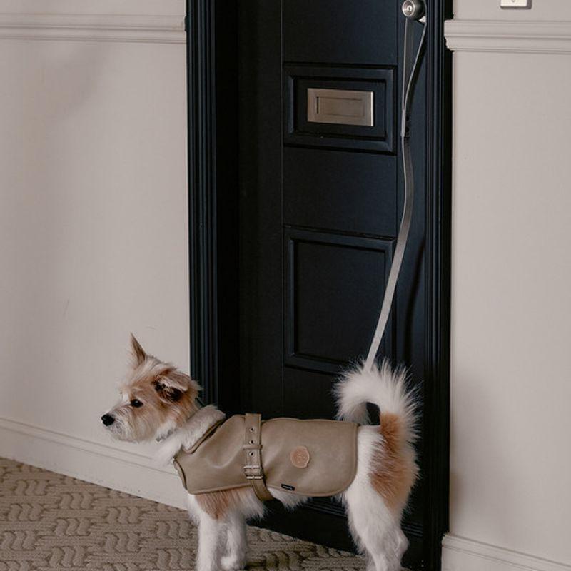 CROOKTHECHIHUAHUA Noel Belted Mustang