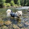 Strong Buoyancy Dog Life Jacket Shark Fin Style Quick Drying Puppy Safety Vests Shiny Scales Adjustable Pet Life Vest Pet Safety