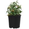 Flower Pot 50 Pcs Black Ø 15 X 13 Cm Plastic