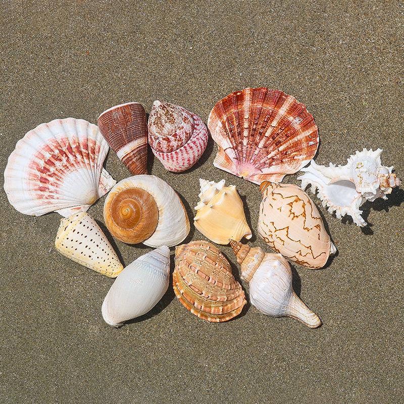 Handmade Natural Seashell Conch & Starfish Frame for DIY Fish Tank or Landscaping