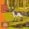 Schleich Wildlife Reindeer Figure 14837