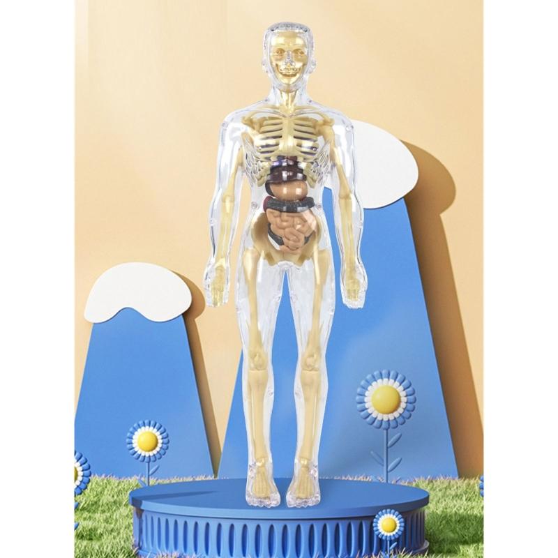 Educational Human Body Anatomy Model Clear Anatomical Human Skeleton Model with Detachable Organs Biology Teaching Tool