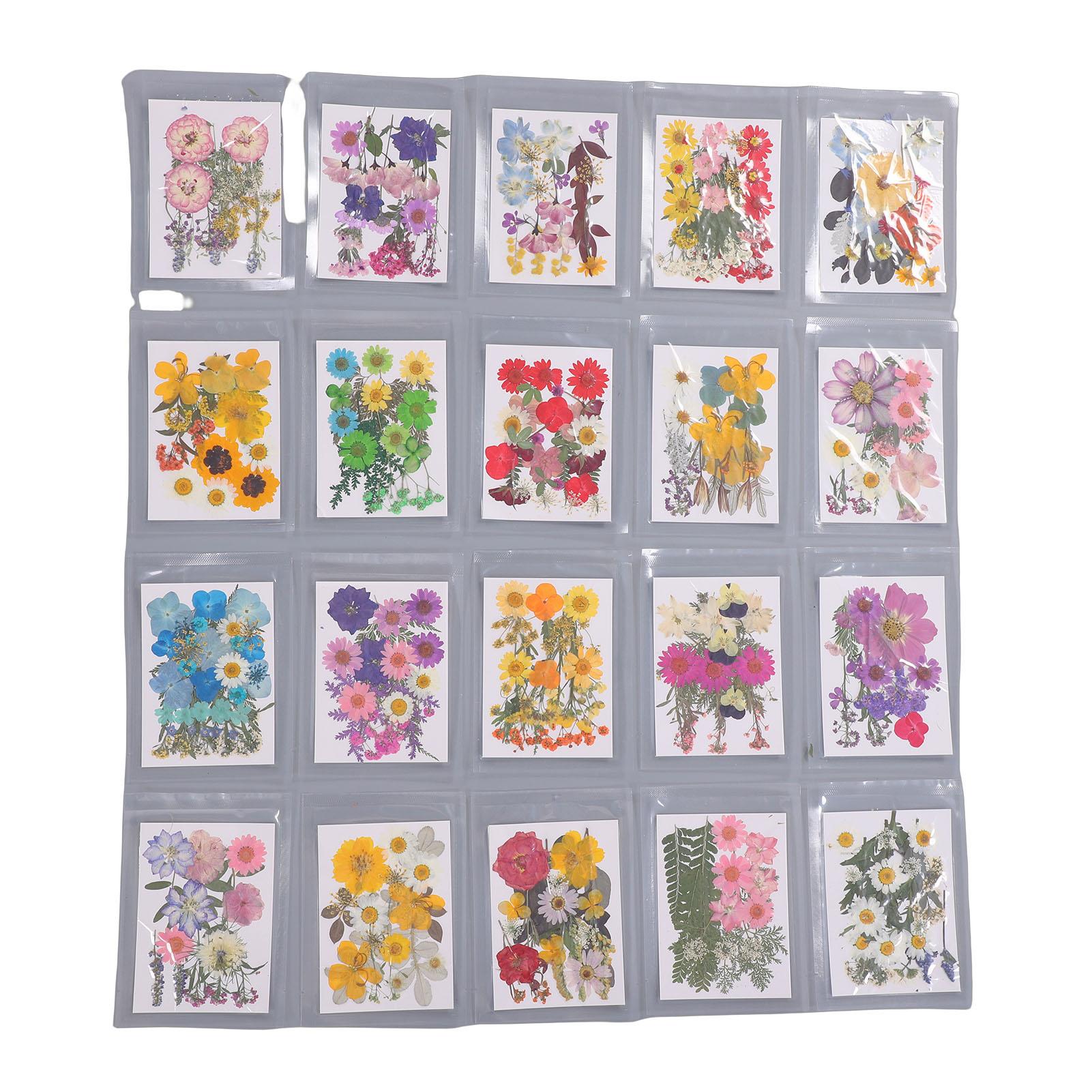 Gedroogde Bloemen Kit Gedroogde Geperste Bloemen Plant Specimen voor Kunst Ambachten Scrapbooking Wenskaart Decoratie
