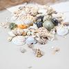 DIY Creative Crystal Drop Glue Crushed Shell Filling Decorative Material Package Conch Fish Tank Landscaping Decoration