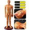 Medicine Acupuncture Acupoint Model Chart of Human Body Super Clear Body Twelve Meridians Human Shape Can Practise Small Skin People with Needles