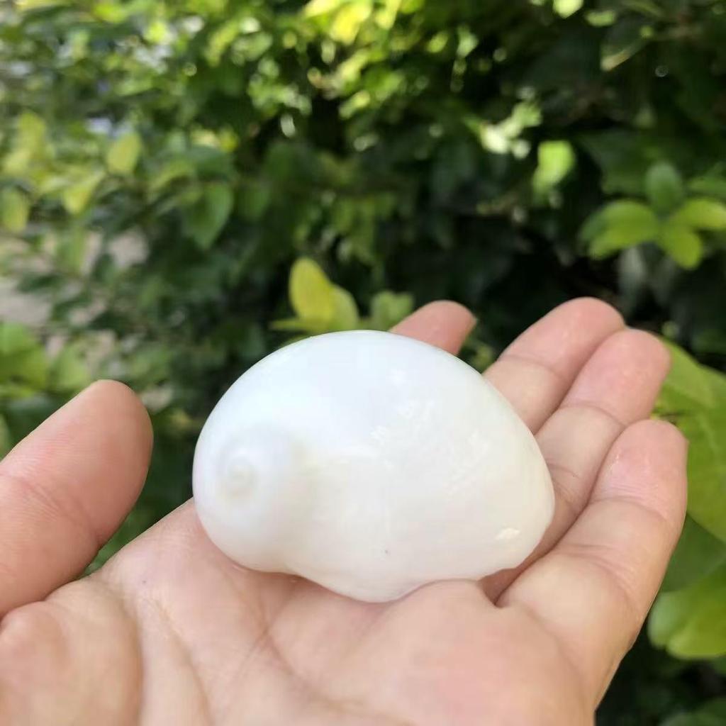 Natural Conch Seashells for Hermit Crabs - Free Shipping, Aquarium Decorations, Water Hardness Regulator