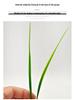 Three-Pronged Grass Seed Bonsai: Small Potted Simulation Lawn and Aquatic Plant