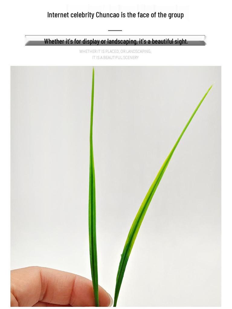 Three-Pronged Grass Seed Bonsai: Small Potted Simulation Lawn and Aquatic Plant