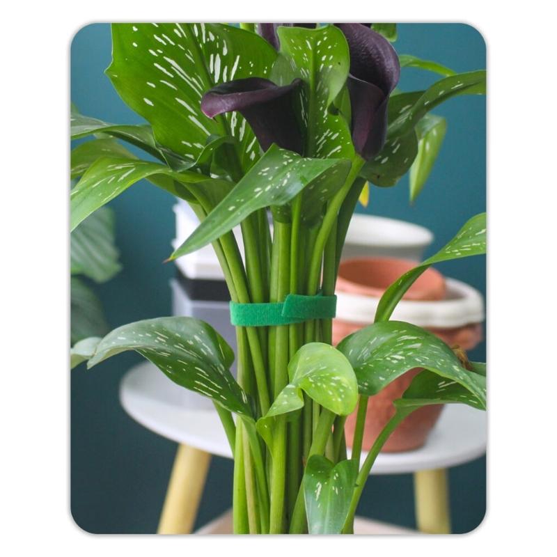 Household Adjustable Plant Ties 2cm Width Auto Gripping Straps Suitable For Tree Branch & Cable Management Staking Vine