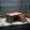 Basking Cave Platform Two-Way Use Ceramic Turtle Ramp Turtle Hideout Bridge Easy to Climb Amphibian Cave Hide Sturdy Base