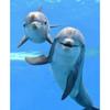 DIY Dolphin 5D Diamantmaleri Hel Rund/Rund Drill Dyrebroderi Korssting Rhinestone Home Decor Julegave