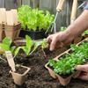 50-Topf Anzuchtschale Container-Gartenbau Anzucht-Set Anzuchttöpfe mit Moosauskleidung Garten Zubehör