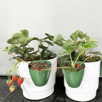 Strawberry Propagation Cups Ventilated Strawberry Plant Starter Cups with And Runner Forks Propagation Containers for Promoting Healthy Growth In