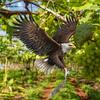 Waterdichte Vogelverschrikker Simulatie Uil Vogelafweermiddel Ongediertebestrijding Kunstmatige Voglenschrikker Met Reflecterend