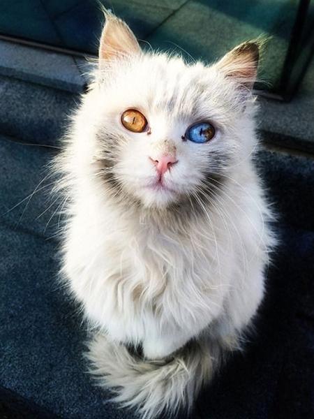 Diamond Painting Cat 5D DIY Diamond Embroidery Sale Cross Stitch Animals Rhinestones Mosaic Kit Home Decoration