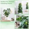 4 Pcs Plastic Moss Poles, 24″ Clear Sphagnum Moss Sticks for Indoor Climbing Plants, Stackable Hollow Plant Supports with 10ft Ties, Plant Moss