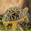 Turtle Cognitive Toys Adorable Delicate Plastic Galapagos Tortoise Decoration Model for Kids