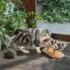 Gatos – Cuencos de agua para gatos