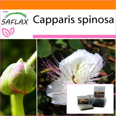 Záhrada vo vrecku - Kaparový krík - 25 semien - So substrátom vo vhodnom stojacom vrecku - Capparis spinosa