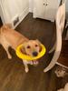 MUYYIKA Hundewurf-Kauspielzeug Langlebiges Hundespielzeug und Medium Hund Zahnspielzeug Fitnessring Runder Frisbee Leicht und Langlebig Intelligenztraining Mangel