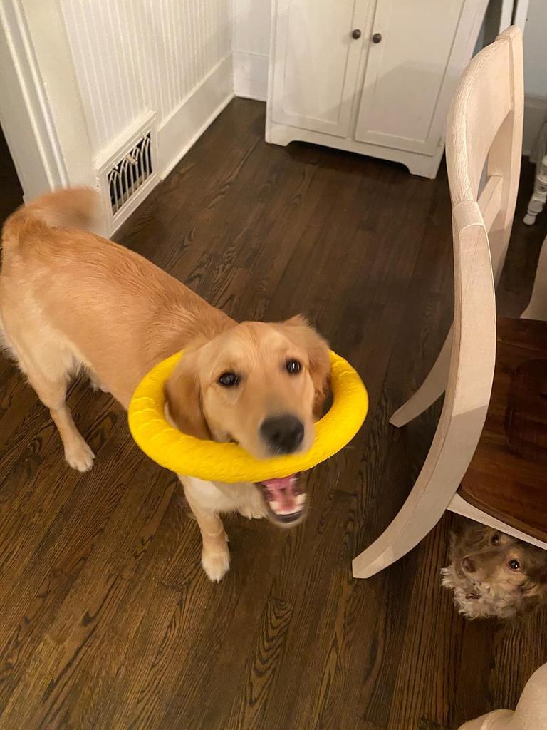 MUYYIKA Hundewurf-Kauspielzeug Langlebiges Hundespielzeug und Medium Hund Zahnspielzeug Fitnessring Runder Frisbee Leicht und Langlebig Intelligenztraining Mangel