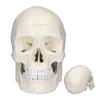 Simulare 1:1 model de craniu cu cap uman Model de craniu din PVC detașabil pentru cursul de învățare a anatomiei