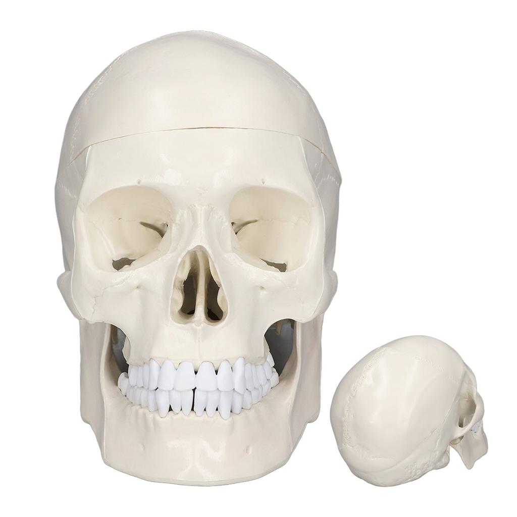 Simulare 1:1 model de craniu cu cap uman Model de craniu din PVC detașabil pentru cursul de învățare a anatomiei