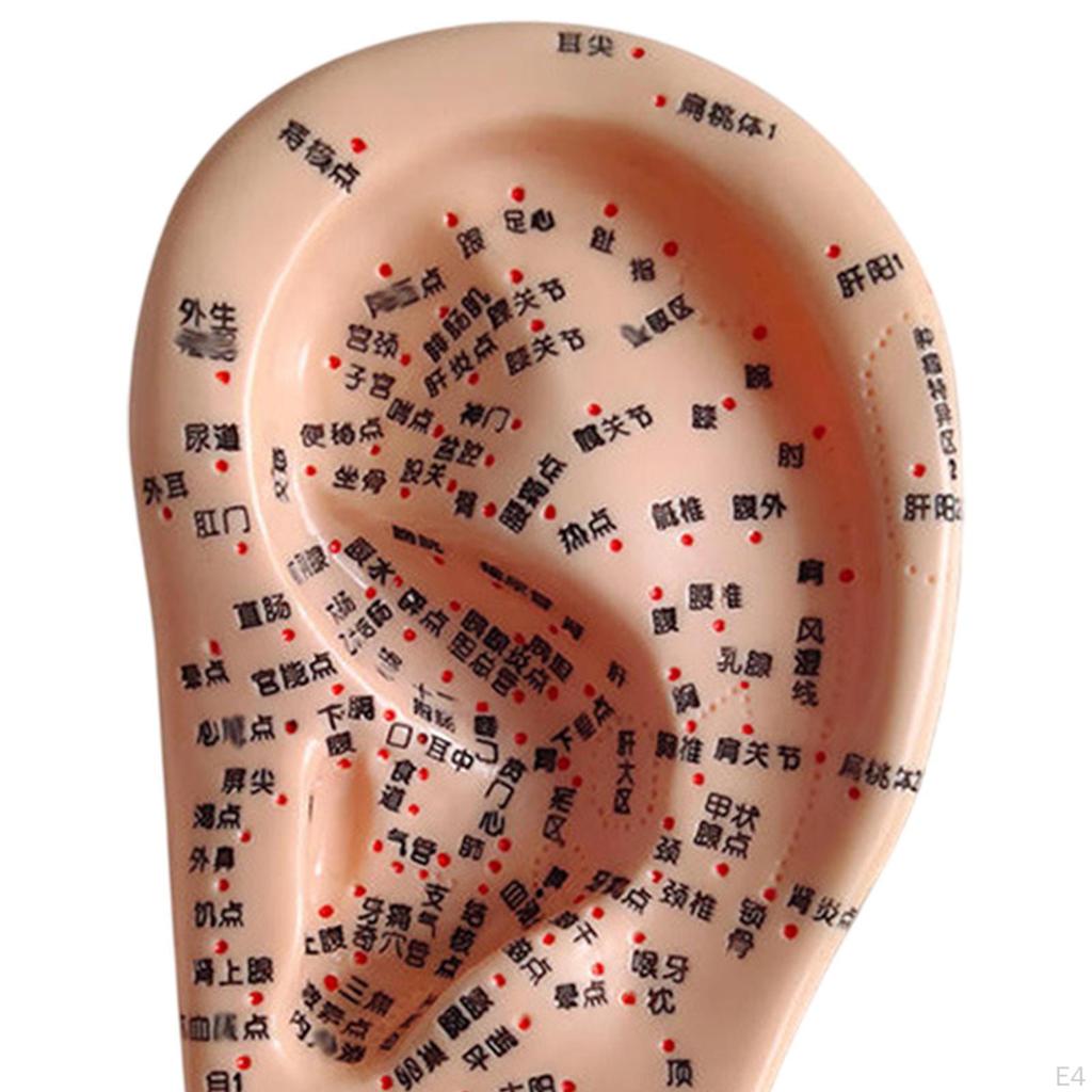 Human Ear Acupoint Auricular Model Highly Simulated Practice Teaching Aid for Learning