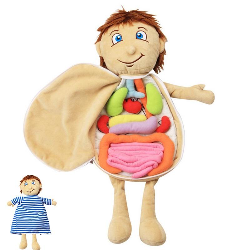 Human Body Model Anatomy Doll Soft Doll Toy Anatomical Medical Internal Organs Awareness Learn Early Education Toy For Preschool